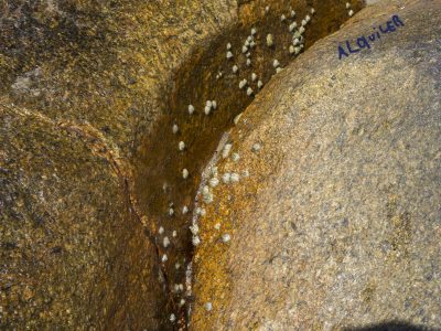 Marta Strambi, Alquiler, 2015